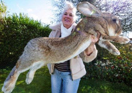 الشرطة البريطانية تبحث عن سارق أكبر أرنب في العالم