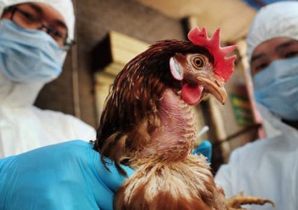 اكتشاف بؤرة لإنفلونزا الطيور على الضفة الفرنسية لبحيرة جنيف