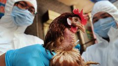 اكتشاف بؤرة لإنفلونزا الطيور على الضفة الفرنسية لبحيرة جنيف