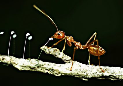 دراسة: النمل النطاط يضحي بدماغه للفوز بلقب الملكة !