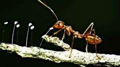 دراسة: النمل النطاط يضحي بدماغه للفوز بلقب الملكة !