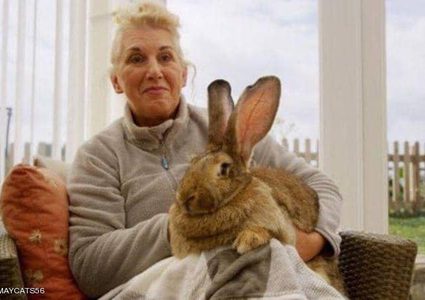 سرقة أضخم أرنب بالعالم وهذه مكافأة من يعيده