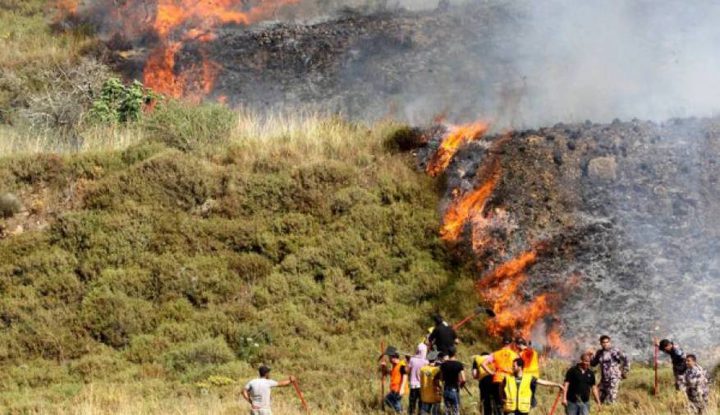مستوطنون يحرقون 50 شجرة زيتون معمرة في بيت فجار