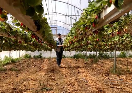 جولة أوروبية (5)  الزراعة في الضفة الغربية