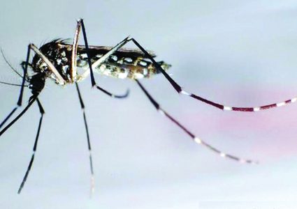 السلطات الأمريكية تطلق 750 مليون بعوضة في مهمة إنتحارية !
