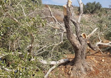 مستوطنون يقتلعون 13 شجرة زيتون من اراضي بلدة حارس