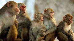 قرود المكاك البربرية تواصل الفرار من حديقة حيوان ألمانية