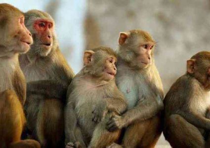 قرود المكاك البربرية تواصل الفرار من حديقة حيوان ألمانية