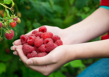 طريقة تحضير عصير توت العليق المنعش