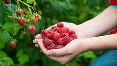 طريقة تحضير عصير توت العليق المنعش