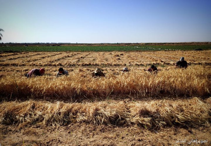 بدء موسم حصاد القمح والشعير في قطاع غزة 
تصوير الزميل / هاني الشاعر
