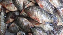 الضابطة الجمركية تضبط أسماك فاسدة في جنين