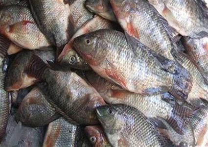 الضابطة الجمركية تضبط أسماك فاسدة في جنين