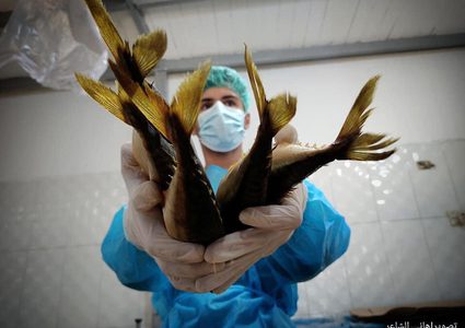 تجهيز سمك "الرنجا" المُدخن في مدينة رفح لتسويقها في عيد الفطر