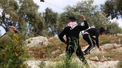 مستوطنون يقتلعون ويحطمون 50 شجرة زيتون جنوب الخليل