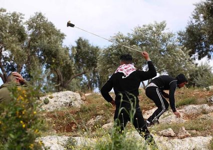 مستوطنون يقتلعون ويحطمون 50 شجرة زيتون جنوب الخليل