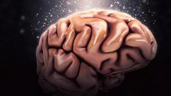 هل تؤدي مشاهدة التلفاز إلى تقليص الدماغ ؟