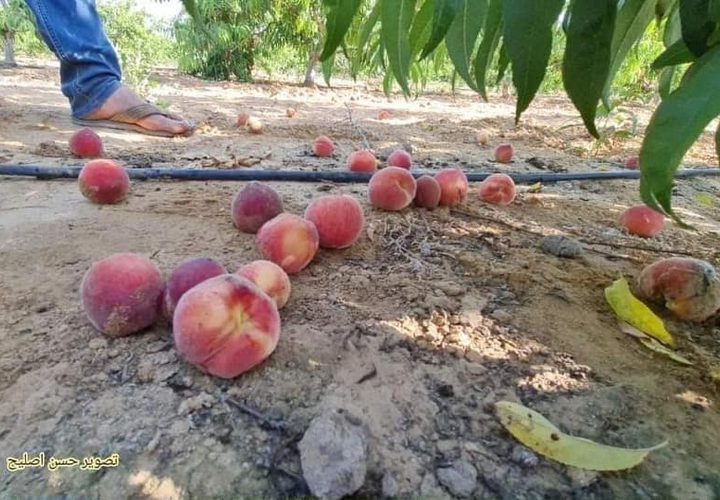 مزارع فلسطيني يعود لتفقد أرضه ومحاصيله الزراعية التي تقع على الحدود
للعمل بها من جديد، بعد ما أوقفت الحرب أوزارها في غزة