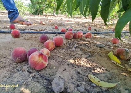 مزارع فلسطيني يعود لتفقد أرضه ومحاصيله الزراعية التي تقع على الحدود
للعمل بها من جديد، بعد ما أوقفت الحرب أوزارها في غزة