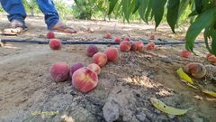 مزارع فلسطيني يعود لتفقد أرضه ومحاصيله الزراعية التي تقع على الحدود
للعمل بها من جديد، بعد ما أوقفت الحرب أوزارها في غزة