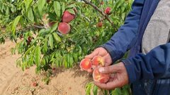 مزارع فلسطيني يعود لتفقد أرضه ومحاصيله الزراعية التي تقع على الحدود
للعمل بها من جديد، بعد ما أوقفت الحرب أوزارها في غزة