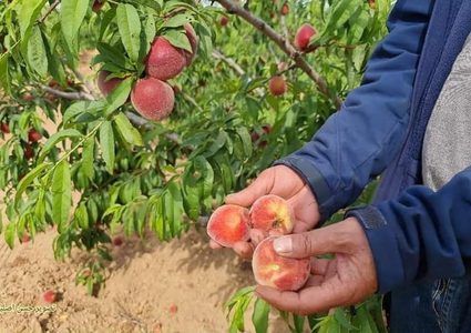 مزارع فلسطيني يعود لتفقد أرضه ومحاصيله الزراعية التي تقع على الحدود
للعمل بها من جديد، بعد ما أوقفت الحرب أوزارها في غزة