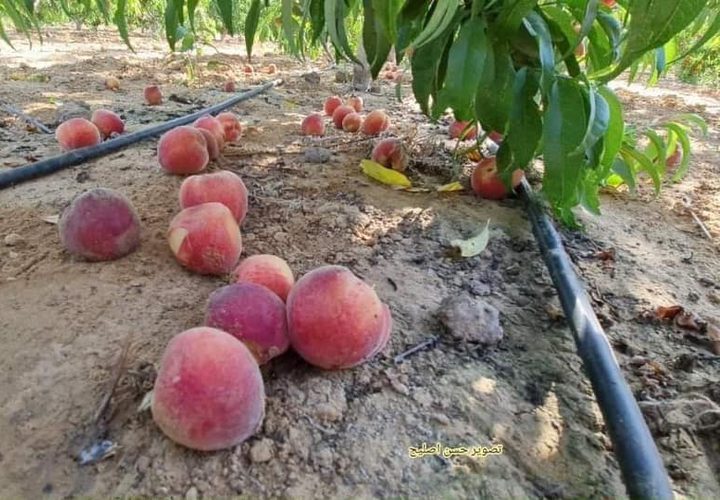 مزارع فلسطيني يعود لتفقد أرضه ومحاصيله الزراعية التي تقع على الحدود
للعمل بها من جديد، بعد ما أوقفت الحرب أوزارها في غزة