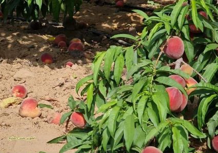 مواطن يتفقد محاصيله التالفة نتيجة العدوان "الاسرائيلي" على القطاع