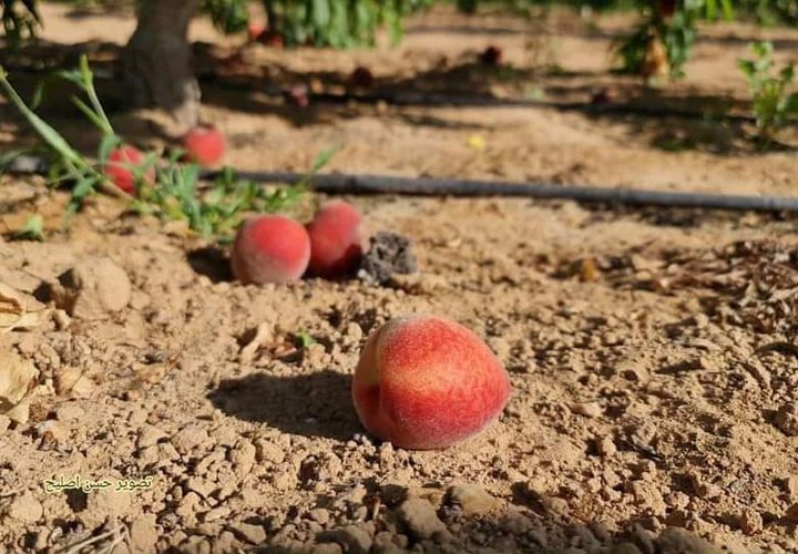 مزارع فلسطيني يعود لتفقد أرضه ومحاصيله الزراعية التي تقع على الحدود
للعمل بها من جديد، بعد ما أوقفت الحرب أوزارها في غزة