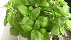 عشبة الريحان: فوائد صحية ونصائح هامة