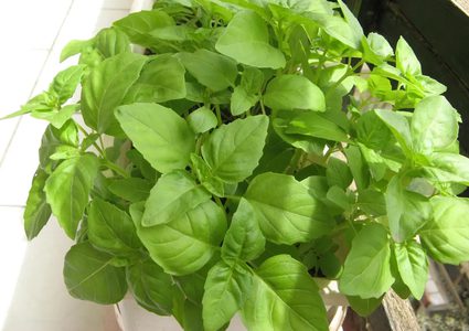 عشبة الريحان: فوائد صحية ونصائح هامة