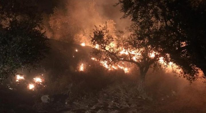 مستوطنون يضرمون النار بمحاصيل زراعية شرق يطا