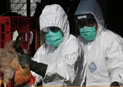 الصحة العالمية: خطر انتشار "H10N3" منخفض جداً