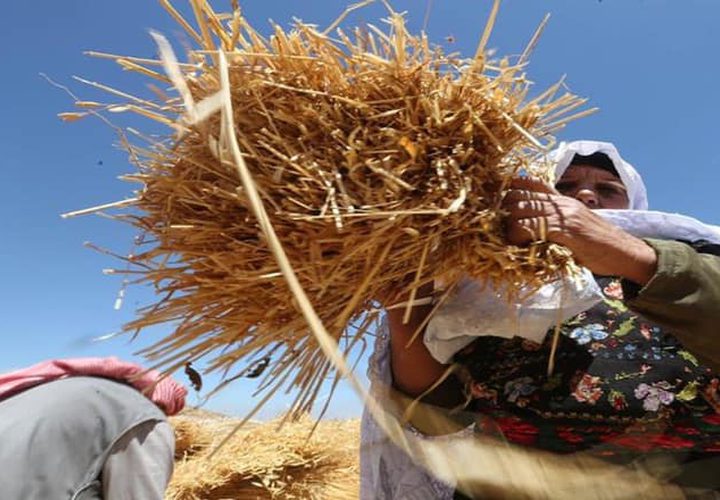 بدء موسم حصاد القمح في مدينة دورا جنوب الخليل
تصوير : مشهور وحواح