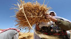 بدء موسم حصاد القمح في مدينة دورا جنوب الخليل
تصوير : مشهور وحواح