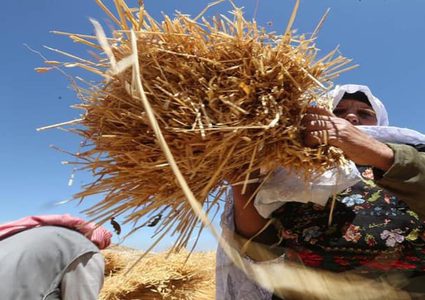 بدء موسم حصاد القمح في مدينة دورا جنوب الخليل