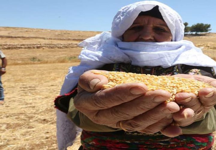 بدء موسم حصاد القمح في مدينة دورا جنوب الخليل
تصوير : مشهور وحواح