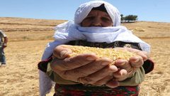 بدء موسم حصاد القمح في مدينة دورا جنوب الخليل
تصوير : مشهور وحواح