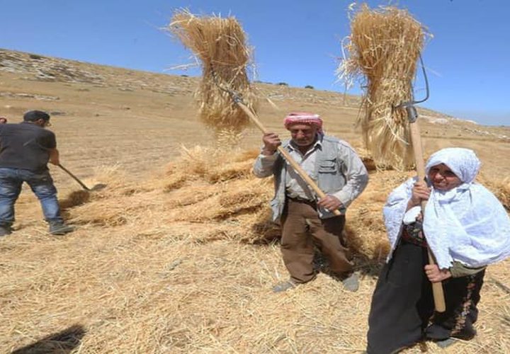 بدء موسم حصاد القمح في مدينة دورا جنوب الخليل
تصوير : مشهور وحواح