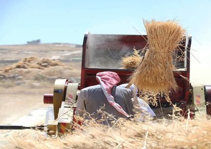 بدء موسم حصاد القمح في مدينة دورا جنوب الخليل