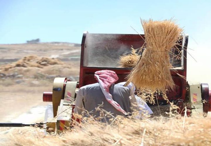 بدء موسم حصاد القمح في مدينة دورا جنوب الخليل
تصوير : مشهور وحواح