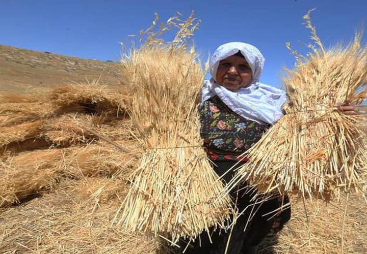 بدء موسم حصاد القمح في مدينة دورا جنوب الخليل
تصوير : مشهور وحواح
