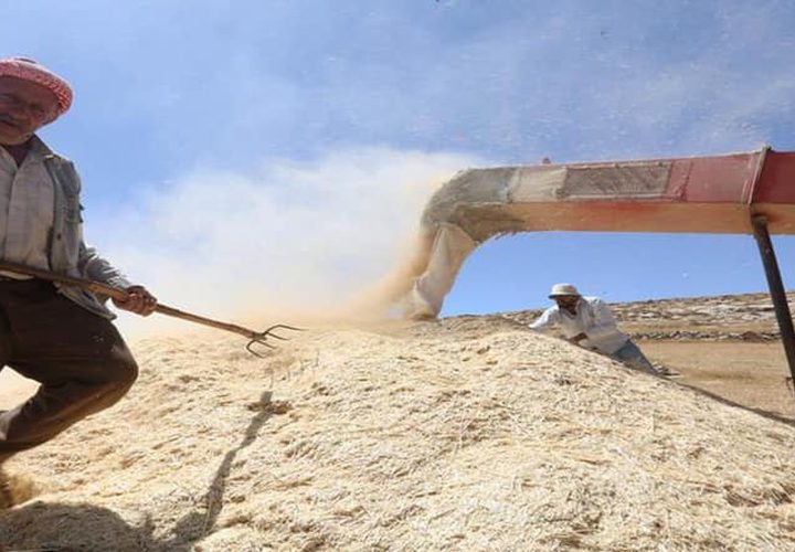 بدء موسم حصاد القمح في مدينة دورا جنوب الخليل
تصوير : مشهور وحواح