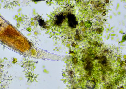 مخلوقات مجهرية تعود للحياة بعد نومها لمدة 24 ألف عاما !