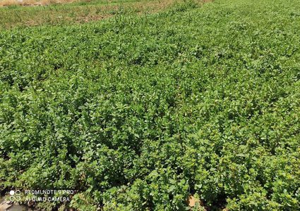 زراعة نابلس تتلف ١٠ دونمات من المزروعات على مياه عادمة