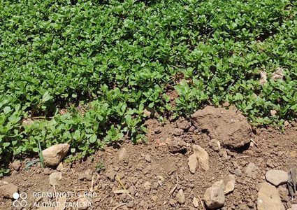 زراعة نابلس تتلف حوالي ١٠ دونمات من المزروعات الورقية التي يتم زراعتها على المياه العادمة