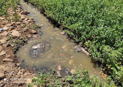 زراعة نابلس تتلف ١٠ دونمات من المزروعات على مياه عادمة