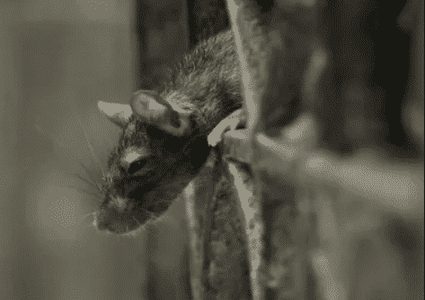 تسجيل أول إصابة بفيروس "هانتا" القاتل بأميركا