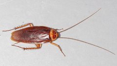 كيف تساعد "صراصير مدغشقر" على إنقاذ البشر من تحت الأنقاض ؟