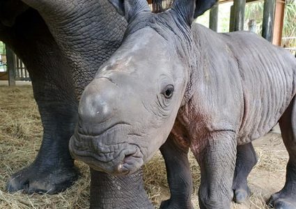 أمريكا: ولادة أنثى لوحيد القرن الأبيض المهدد بالانقراض